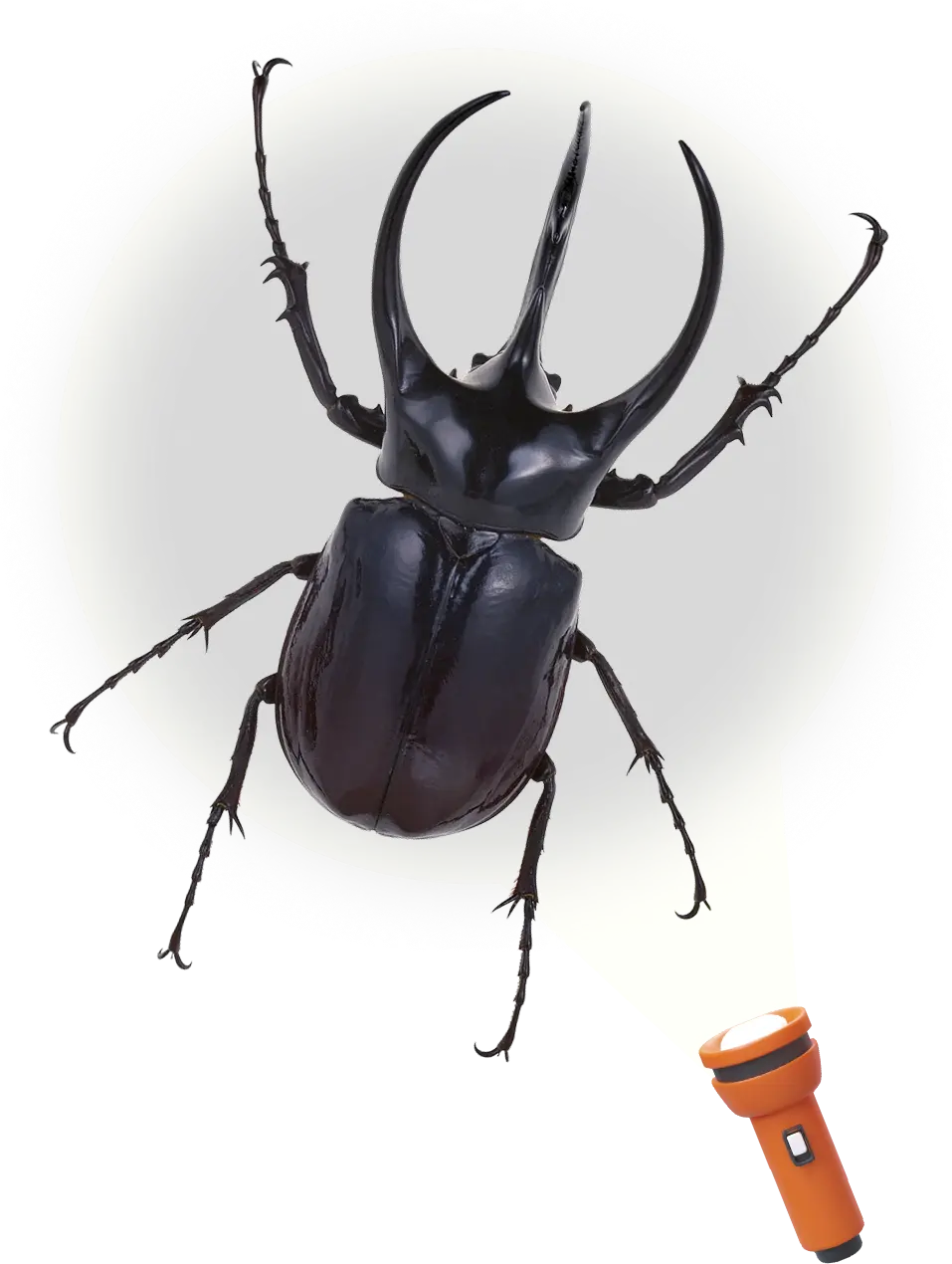 アトラスオオカブト