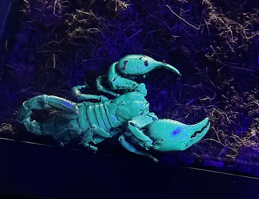 ナイトライトで発光したチャグロサソリ