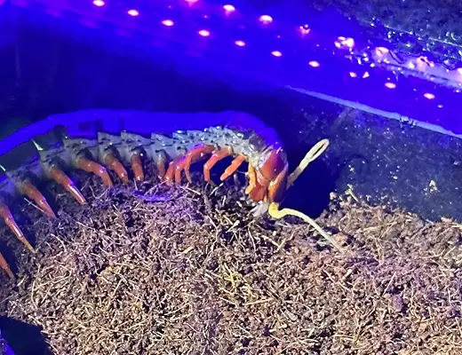 ナイトライトを照射したムカデ