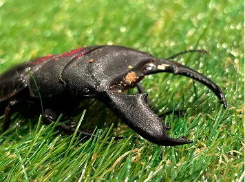オオヒラタクワガタ