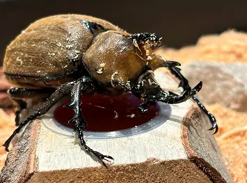ゾウカブト
