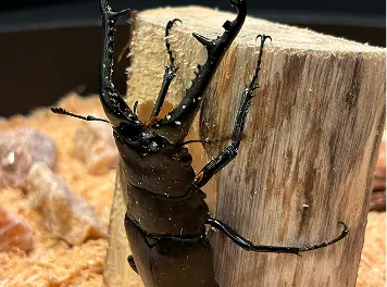 ギラファノコギリクワガタ