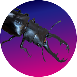 アクタエオンゾウカブト