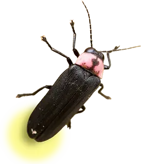ゲンジボタル